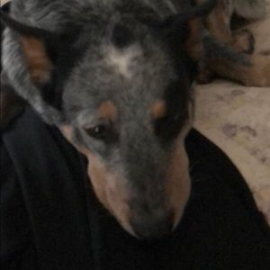 Meet your Posher, Holly